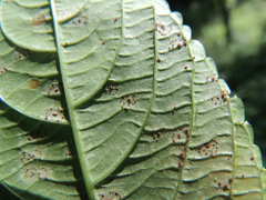 Puccinia komarovii