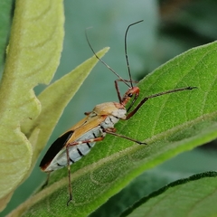 Zelus laticornis