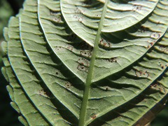 Puccinia komarovii