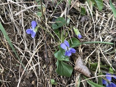 Viola hirta
