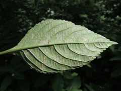 Puccinia komarovii