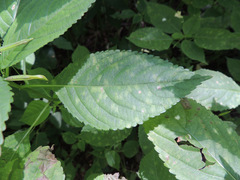 Puccinia komarovii