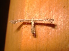 Platyptilia tesseradactyla