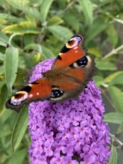 Aglais io