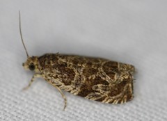 Olethreutes baccatanum