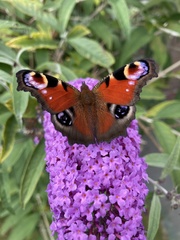 Aglais io