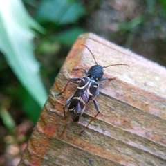 Xylotrechus antilope