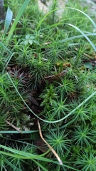 Polytrichum commune