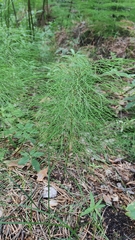Equisetum sylvaticum