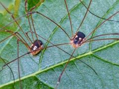 Leiobunum bimaculatum