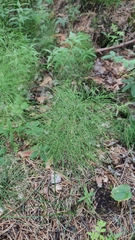 Equisetum sylvaticum