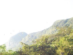 Psittacara holochlorus