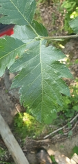 Scandosorbus