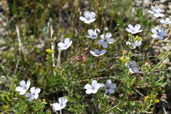 Linum tenuifolium
