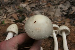 Amanita aestivalis