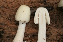 Amanita aestivalis
