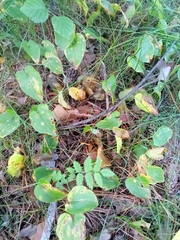 Maianthemum bifolium