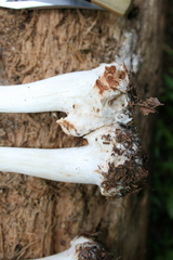 Amanita aestivalis