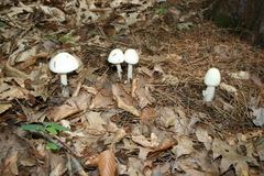 Amanita aestivalis