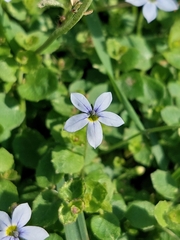 Lobelia pedunculata