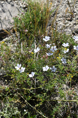 Linum tenuifolium