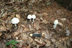 Amanita aestivalis