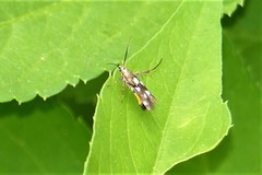 Eretmocera impactella