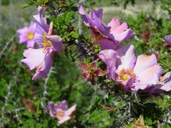 Rosa minutifolia