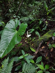 Anthurium monteverdense