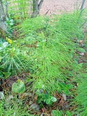 Equisetum sylvaticum