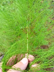 Equisetum sylvaticum