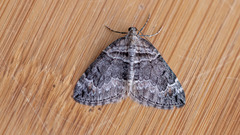 Dysstroma hersiliata