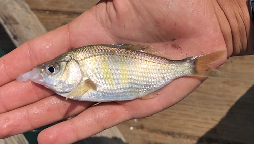 Shiner Surfperch