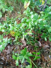 Vaccinium vitis-idaea