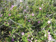 Rosa minutifolia