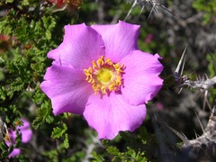 Rosa minutifolia