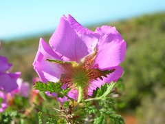 Rosa minutifolia
