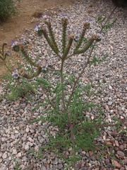 Phacelia alba