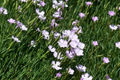 Dianthus gallicus