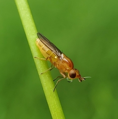 Ectecephala