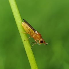 Ectecephala