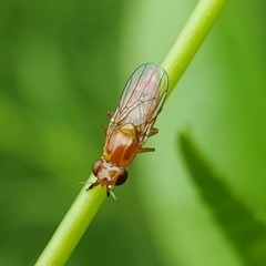 Ectecephala