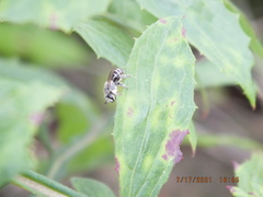 Colletes latitarsis