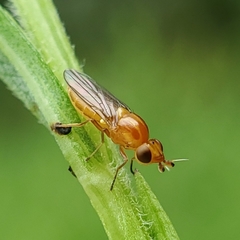 Ectecephala