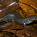 Unisexual Mole Salamander - Photo (c) Josh Vandermeulen, some rights reserved (CC BY-NC-ND), uploaded by Josh Vandermeulen