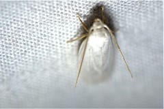 Antaeotricha floridella