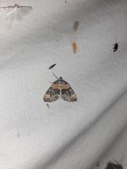 Dysstroma hersiliata