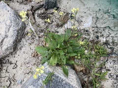 Raphanus raphanistrum raphanistrum