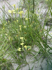 Raphanus raphanistrum raphanistrum