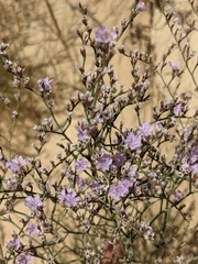 Limonium ruizii